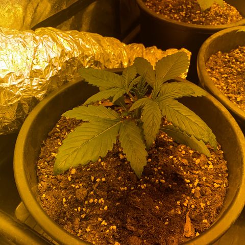 Black Domina   growlog timeline photo