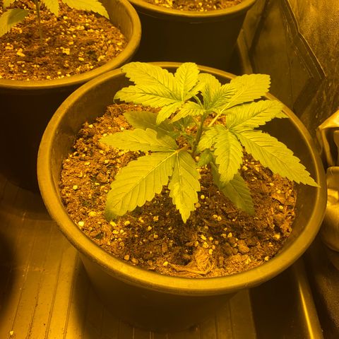 Black Domina   growlog timeline photo