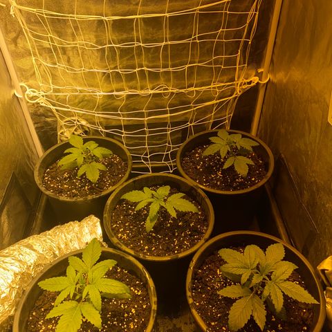 Black Domina   growlog timeline photo