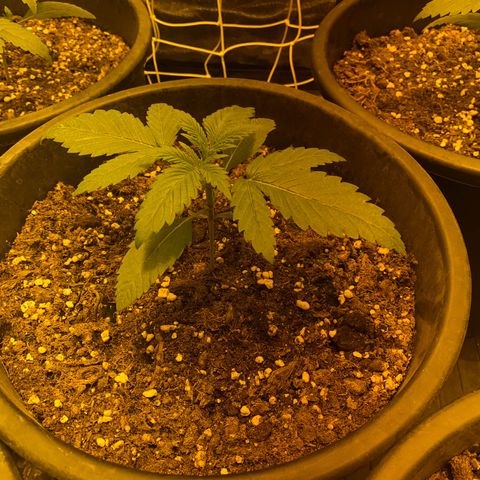 Black Domina   growlog timeline photo