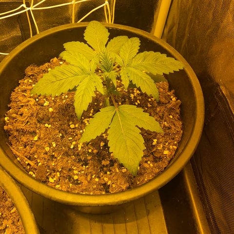 Black Domina   growlog timeline photo