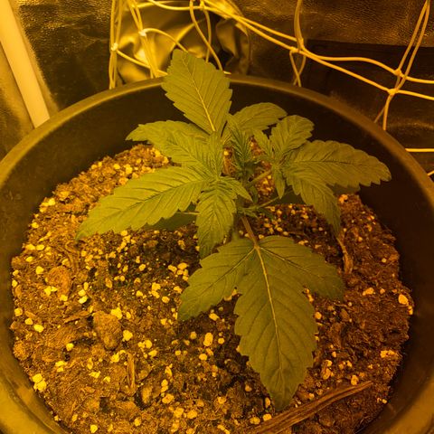 Black Domina   growlog timeline photo