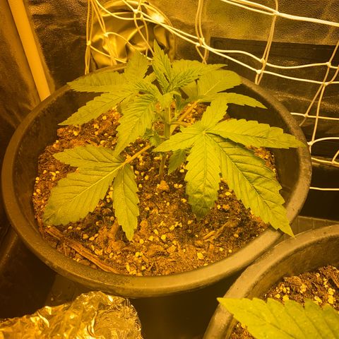 Black Domina   growlog timeline photo