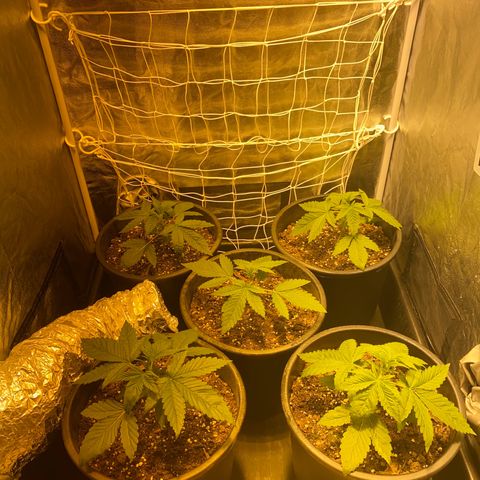 Black Domina   growlog timeline photo