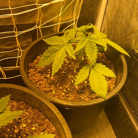 Black Domina   growlog timeline photo