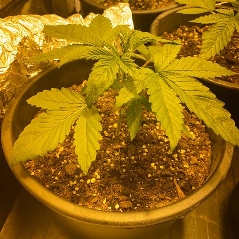 Black Domina   growlog timeline photo