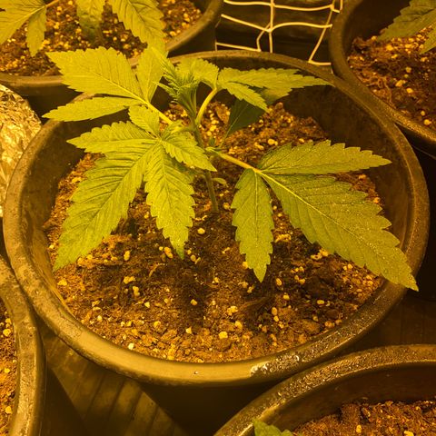 Black Domina   growlog timeline photo