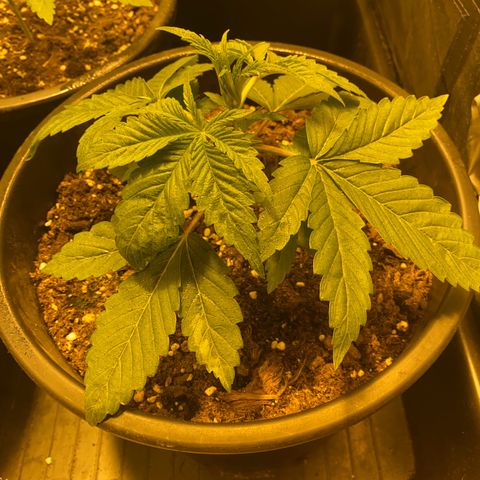 Black Domina   growlog timeline photo