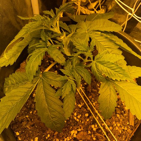 Black Domina   growlog timeline photo