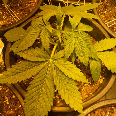 Black Domina   growlog timeline photo