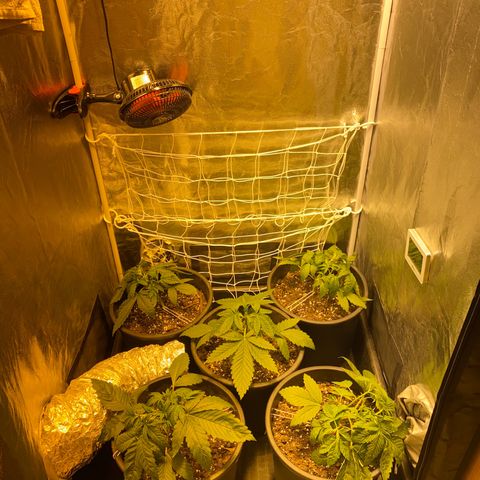 Black Domina   growlog timeline photo