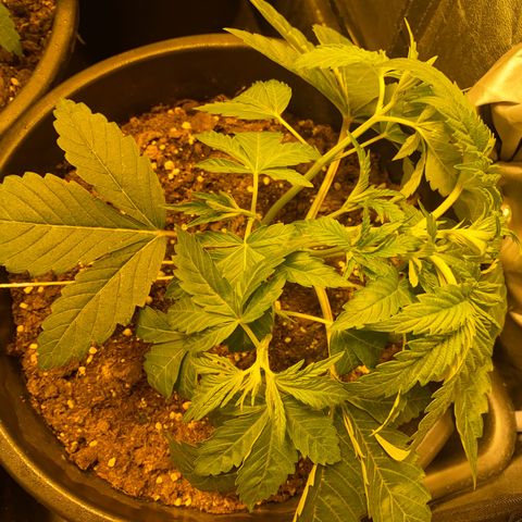 Black Domina   growlog timeline photo