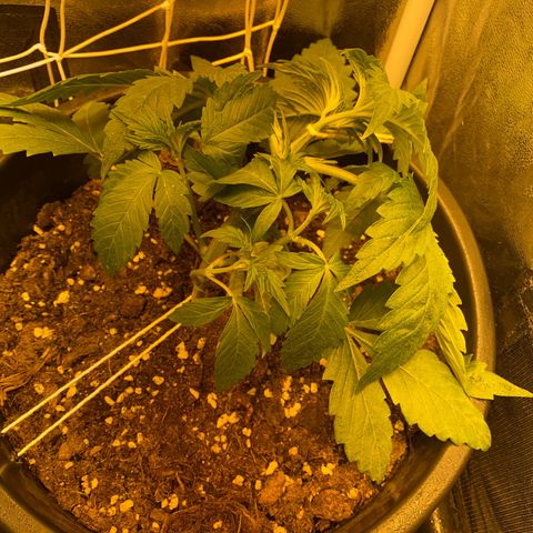 Black Domina   growlog timeline photo