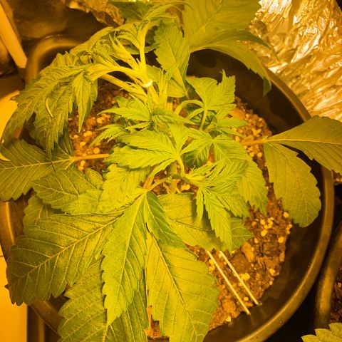 Black Domina   growlog timeline photo