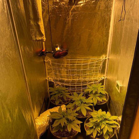 Black Domina   growlog timeline photo
