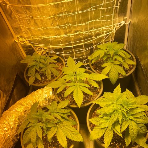 Black Domina   growlog timeline photo