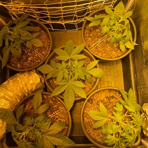 Black Domina   growlog timeline photo