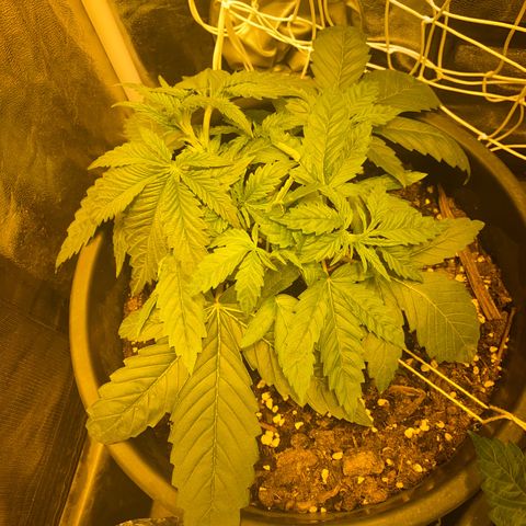 Black Domina   growlog timeline photo