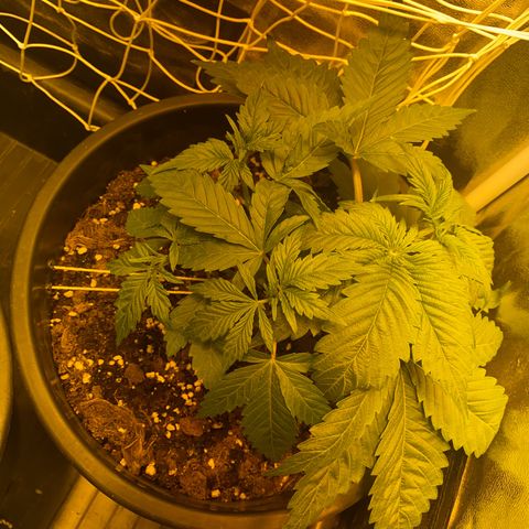 Black Domina   growlog timeline photo