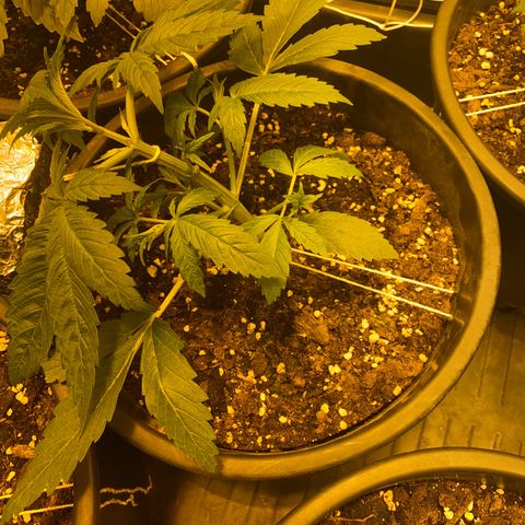 Black Domina   growlog timeline photo