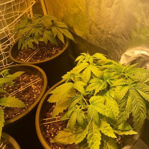 Black Domina   growlog timeline photo