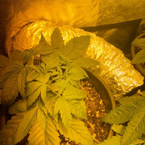 Black Domina   growlog timeline photo