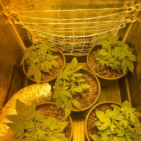 Black Domina   growlog timeline photo