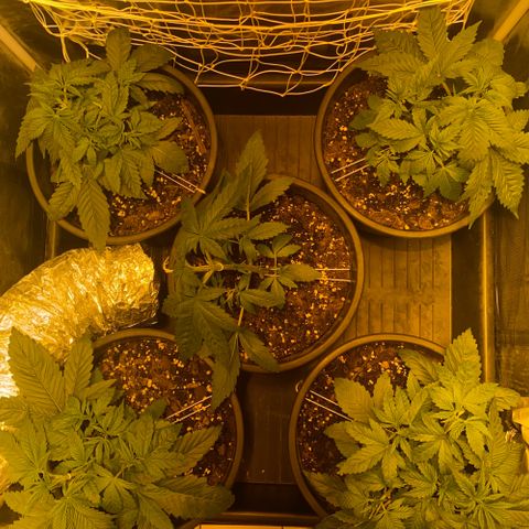 Black Domina   growlog timeline photo