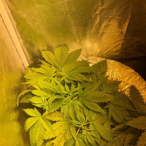 Black Domina   growlog timeline photo