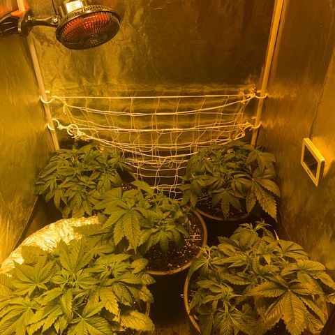 Black Domina   growlog timeline photo