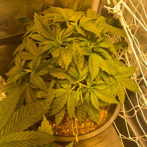 Black Domina   growlog timeline photo