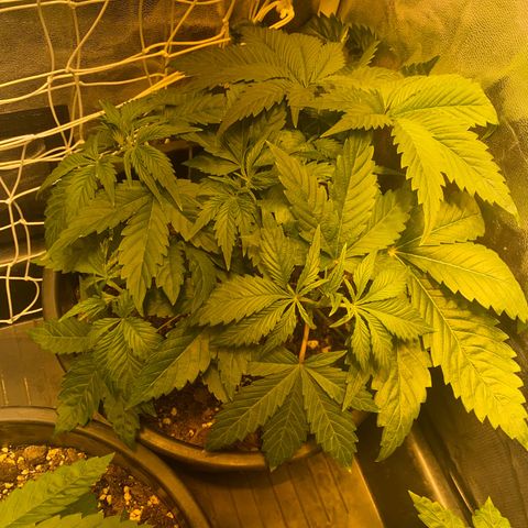 Black Domina   growlog timeline photo
