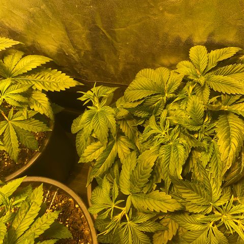 Black Domina   growlog timeline photo