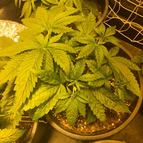 Black Domina   growlog timeline photo
