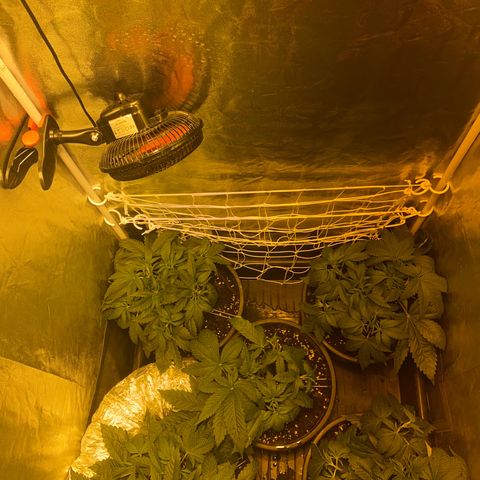 Black Domina   growlog timeline photo