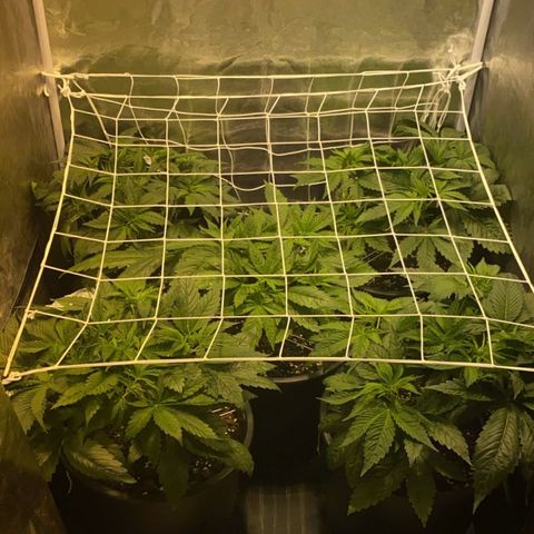 Black Domina   growlog timeline photo