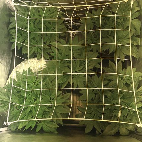 Black Domina   growlog timeline photo