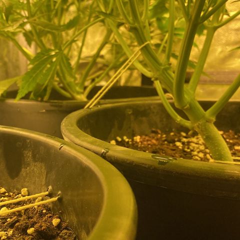 Black Domina   growlog timeline photo