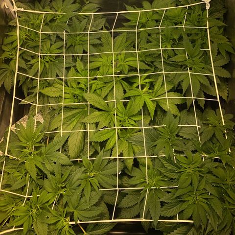 Black Domina   growlog timeline photo