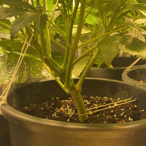 Black Domina   growlog timeline photo