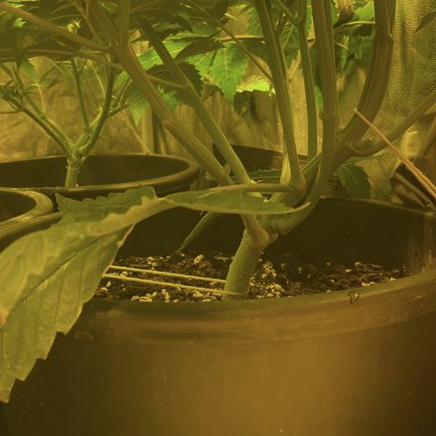 Black Domina   growlog timeline photo