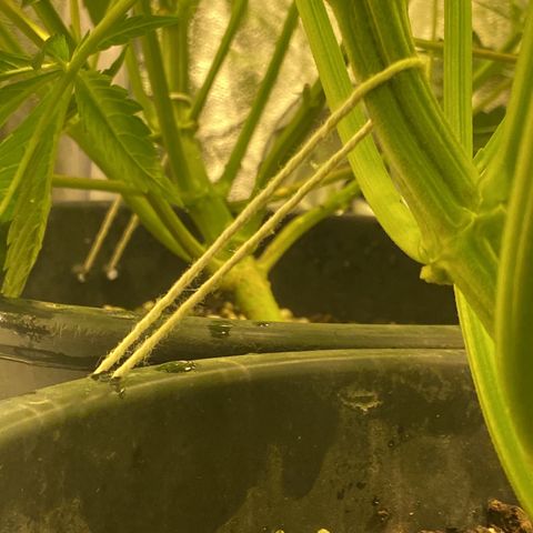 Black Domina   growlog timeline photo