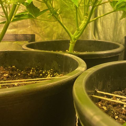 Black Domina   growlog timeline photo
