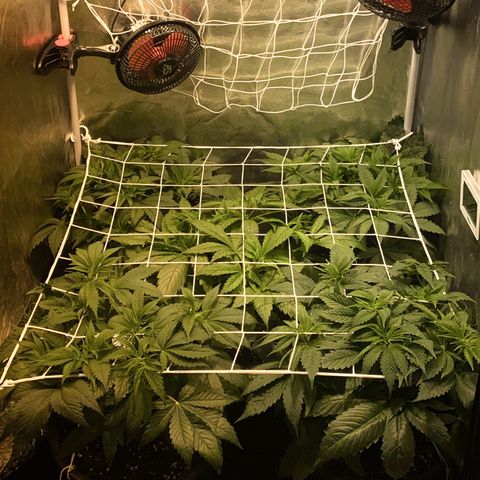 Black Domina   growlog timeline photo