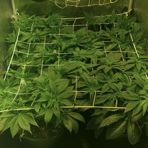 Black Domina   growlog timeline photo