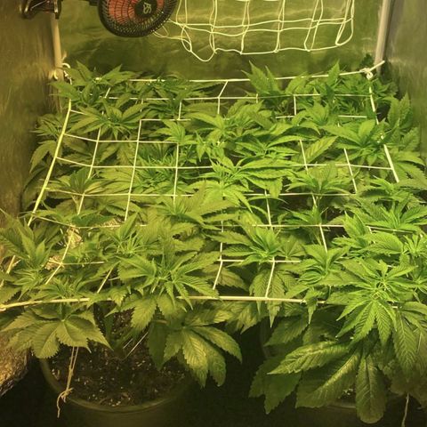 Black Domina   growlog timeline photo