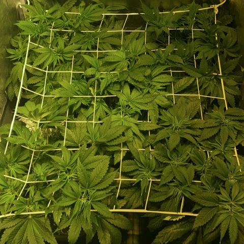 Black Domina   growlog timeline photo
