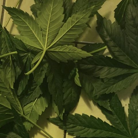Black Domina   growlog timeline photo