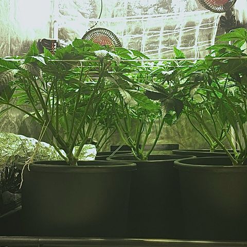 Black Domina   growlog timeline photo