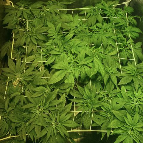 Black Domina   growlog timeline photo